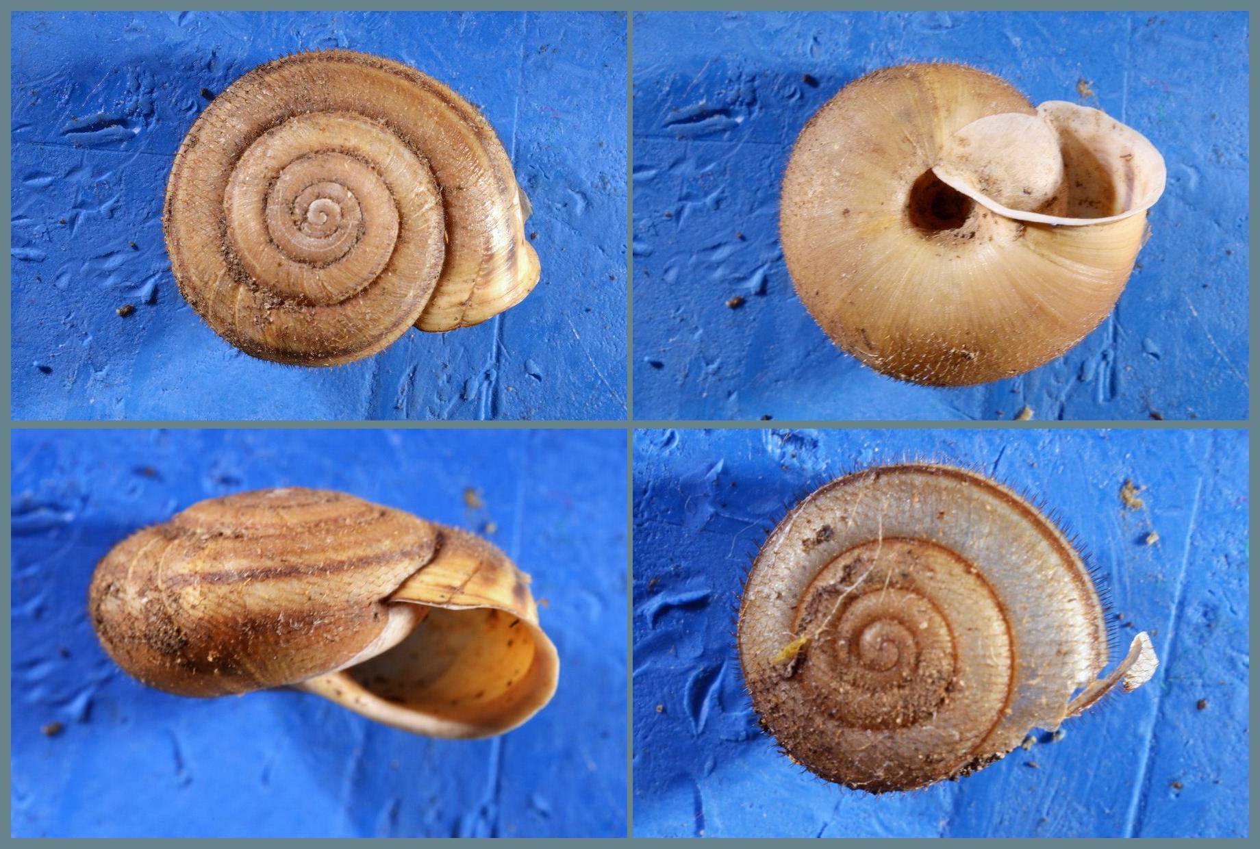 Chilostoma (Campylaea) planospira var. Neapolitana,Paulucci